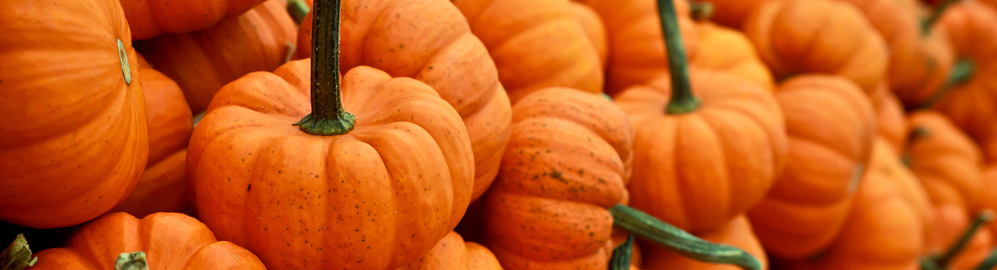 pumpkin header image