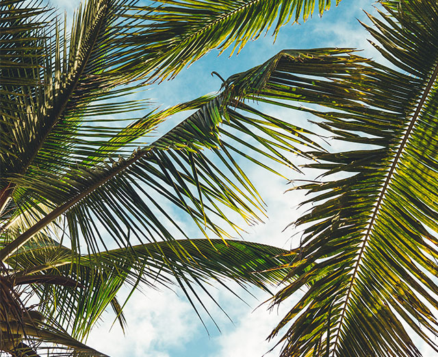 palms